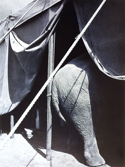 François Tuefferd, Cirque Amar, porte de la Villette, 1943